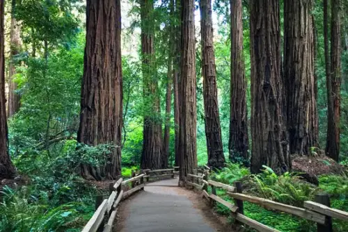 the-massive-redwood-trees