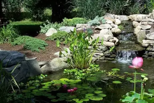 garden-ponds