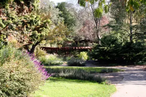 marin_garden_pond_original