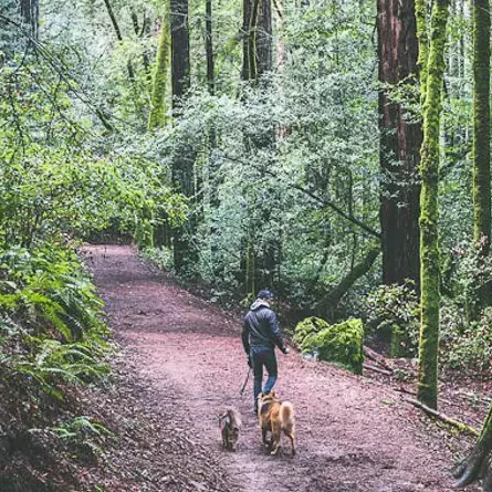 Dawn Falls Trail